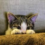 Anna Moril Profile Picture